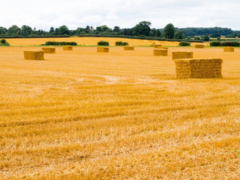 campana-pac-2025-ecorregimenes-actualidad-agraria