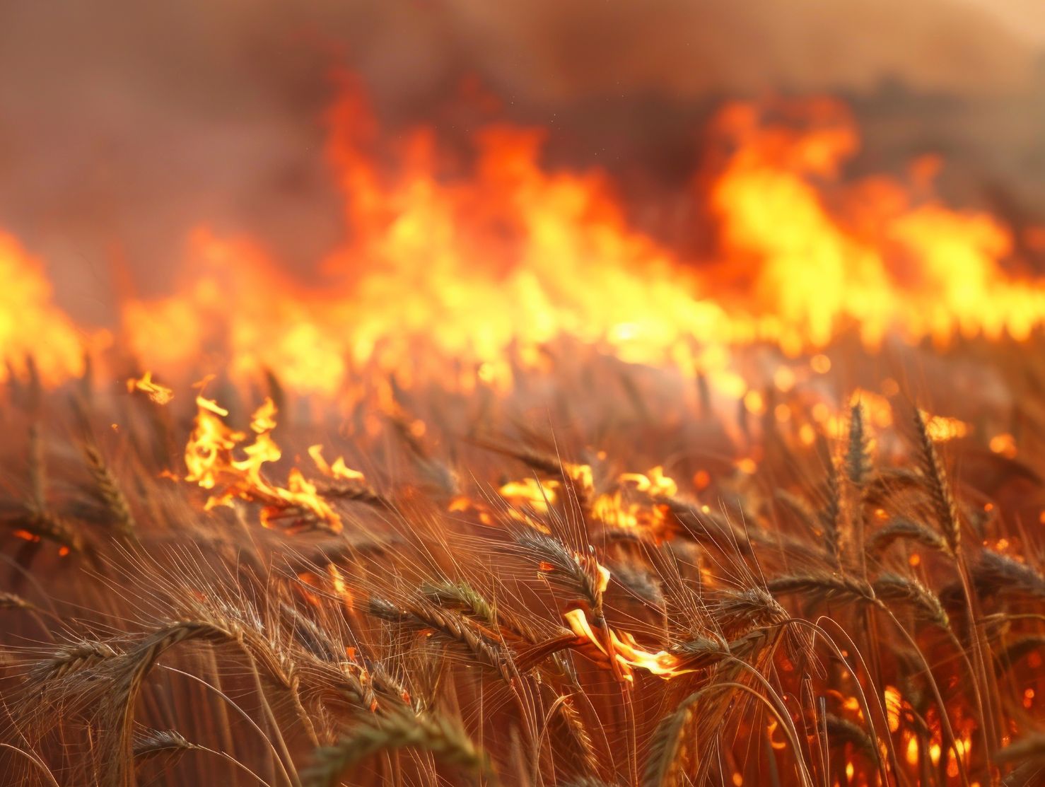 Actualidad agraria: el Gobierno aprueba ayudas de hasta 16.000 euros para agricultores y ganaderos afectados por los incendios ayudas-incendios-agricultores-ganaderos-castilla-la-mancha-actualidad-agraria