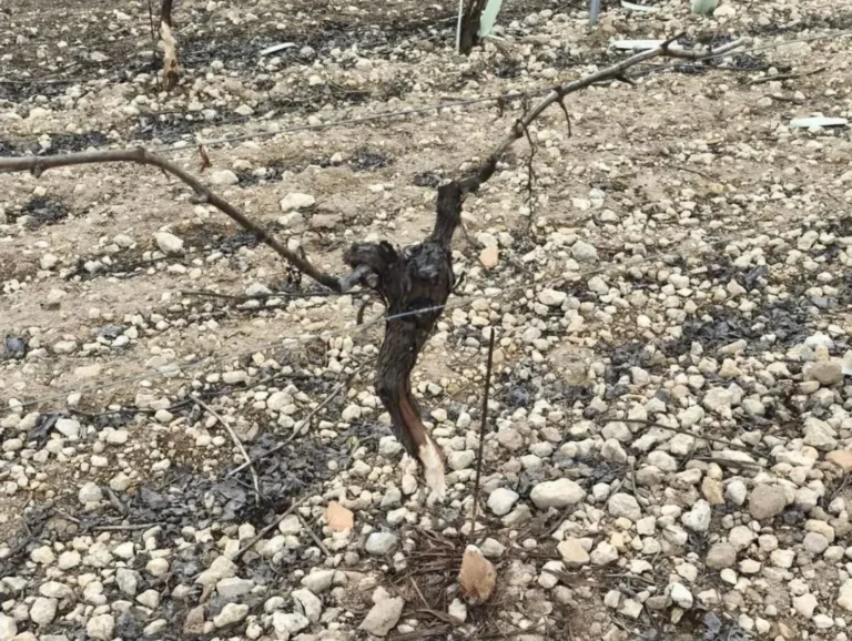 Primer plano de una cepa de viña joven con la corteza del tronco roída por conejos en un terreno pedregoso, evidenciando los daños agrarios que motiva el nuevo plan regional.