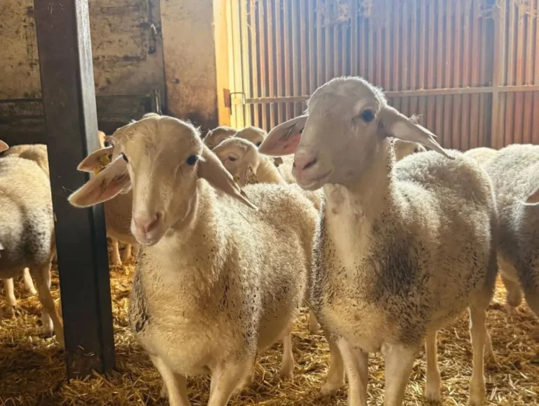 Primer plano de ovejas en una explotación ganadera de Castilla-La Mancha, representando la importancia de la vacunación y el estado sanitario frente a la lengua azul.