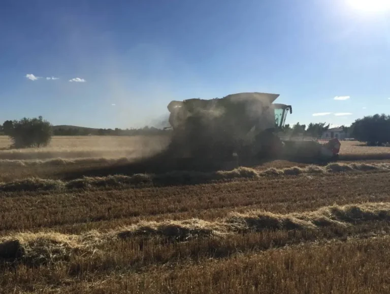 Una cosechadora trabajando en el campo bajo el sol, ilustrando el consumo de carburante y fertilizantes objeto de las nuevas ayudas nacionales de 2026 detalladas en esta guía.