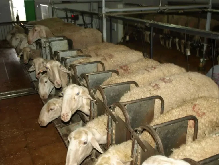 Rebaño de ovejas en una instalación ganadera de Castilla-La Mancha durante un proceso de control sanitario.