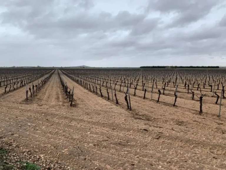 Amplia perspectiva de un viñedo en espaldera recién podado en Castilla-La Mancha, bajo un cielo nublado, representando las ayudas de reestructuración de la PAC 2025.