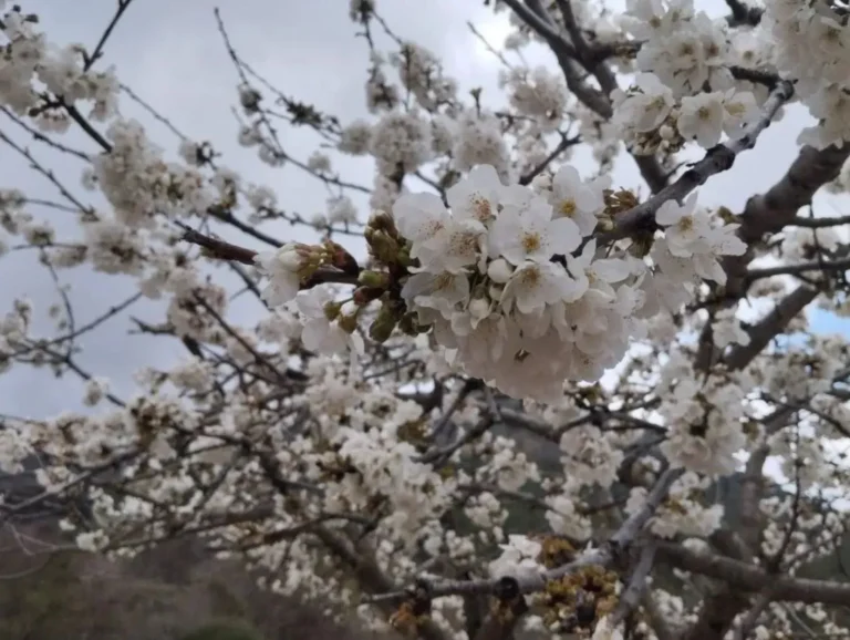 Primer plano de ramas de almendro con flores blancas y brotes, en el contexto de la detección de la plaga de la avispilla en las provincias de Castilla-La Mancha.
