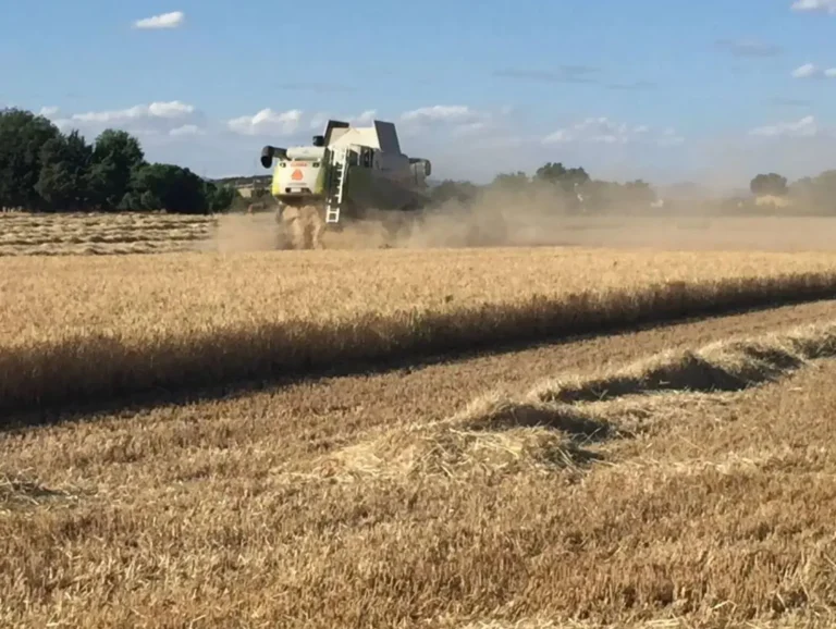 Cosechadora Claas cosechando cereal en un campo seco bajo un cielo azul despejado, representando el consumo de combustible sujeto a la devolución del impuesto sobre hidrocarburos.