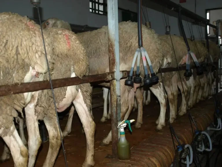 Hilera de ovejas en una sala de ordeño mecánico con pezoneras conectadas, representando la modernización y productividad del sector ganadero beneficiario de la PAC.