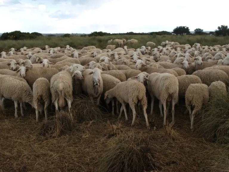 Un rebaño compacto de ovejas blancas en un pastizal bajo un cielo nublado, representando a los ganaderos de ovino y caprino que reciben los nuevos pagos de la PAC en Castilla-La Mancha.