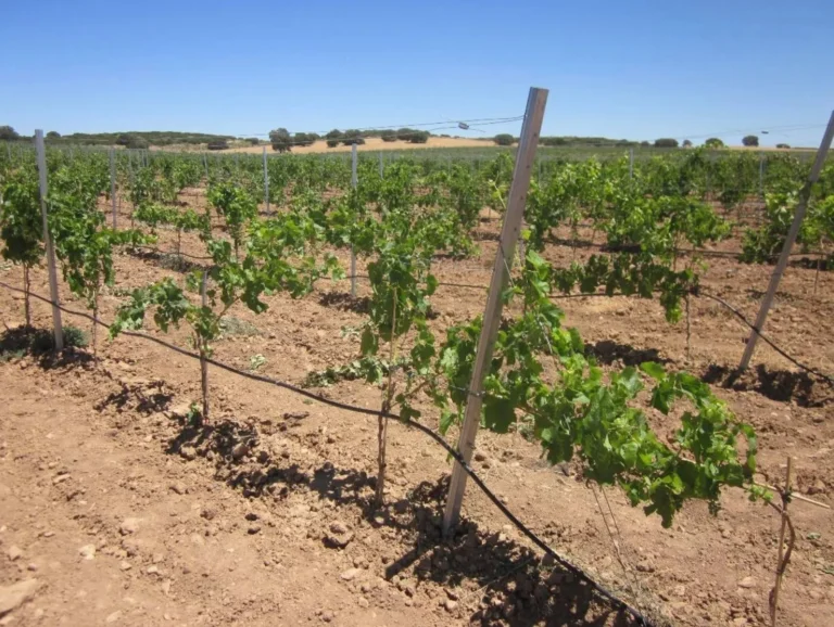 Viñedo joven cultivado en espaldera con sistema de riego por goteo en Castilla-La Mancha, beneficiario de las ayudas de reestructuración y reconversión.