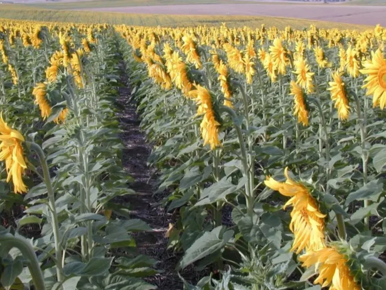 Nuevo pago de ayudas para girasol medioambiental, apicultura y jóvenes agricultores Líneas de cultivo de girasol en un campo de Castilla-La Mancha, beneficiario de las nuevas ayudas agroambientales de la Consejería.