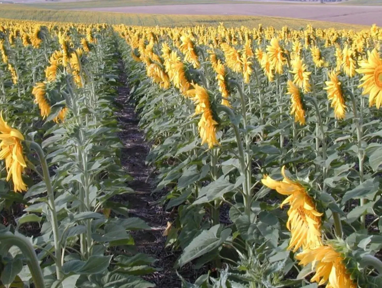 Nuevo pago de ayudas para girasol medioambiental, apicultura y jóvenes agricultores