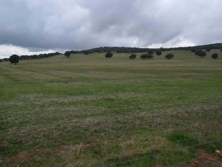 Nuevos pagos de ayudas asociadas a agricultores y ganaderos de Castilla-La Mancha Vista panorámica de cultivos en el Campo de Montiel, Castilla-La Mancha, representando las superficies de leguminosas y olivar beneficiarias de los nuevos pagos asociados.