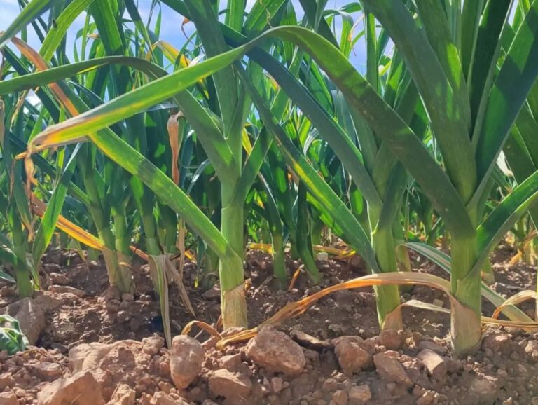Europa suspende por un año los aranceles aduaneros sobre determinados fertilizantes Líneas de cultivo agrícola en crecimiento sobre suelo labrado, ilustrando el impacto de la suspensión de aranceles a los fertilizantes en Europa.