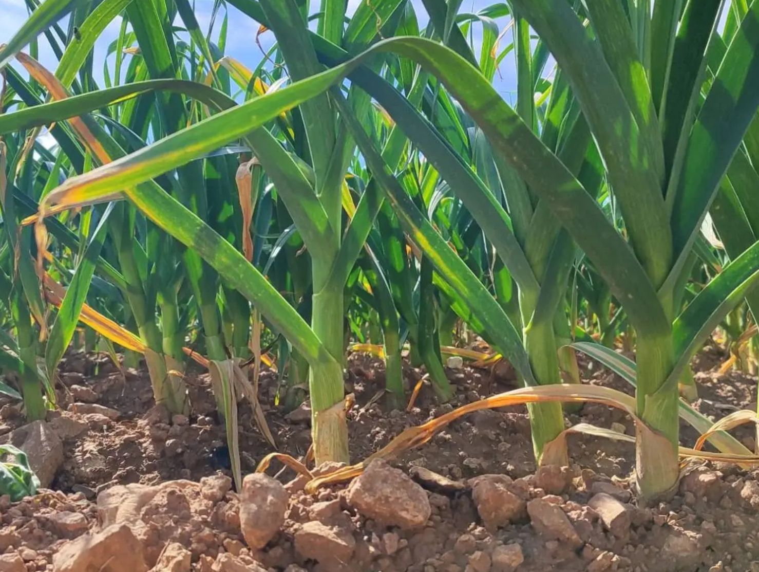 Europa suspende por un año los aranceles aduaneros sobre determinados fertilizantes