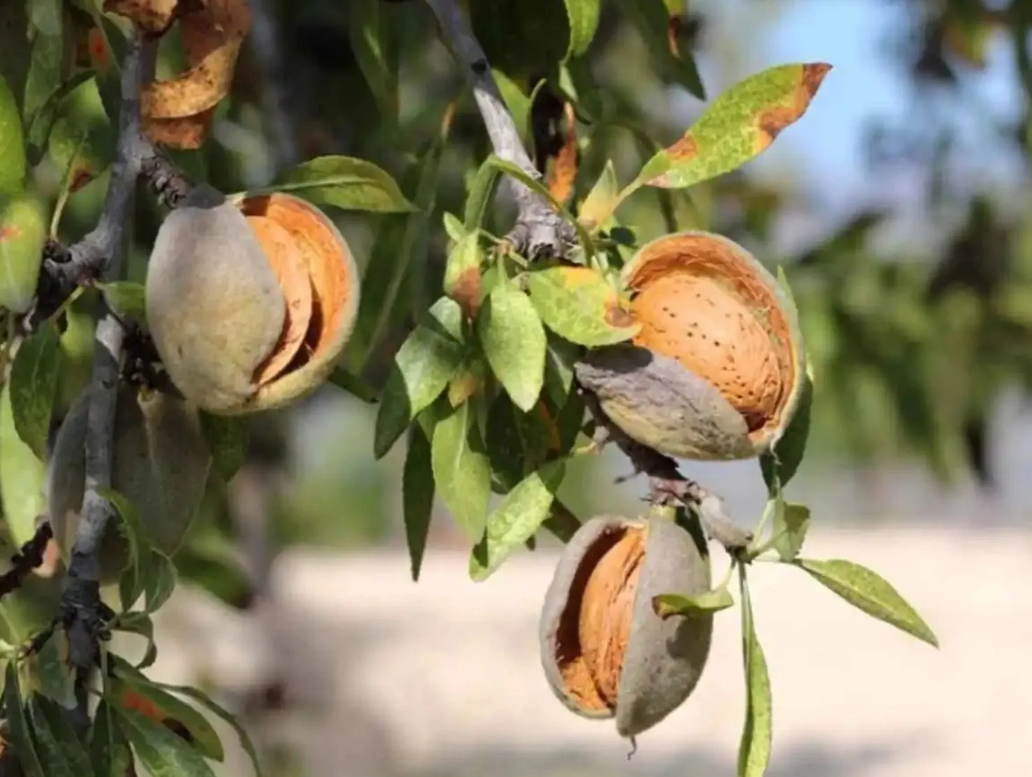 Prorrogadas las medidas de control obligatorias contra la avispilla del almendro