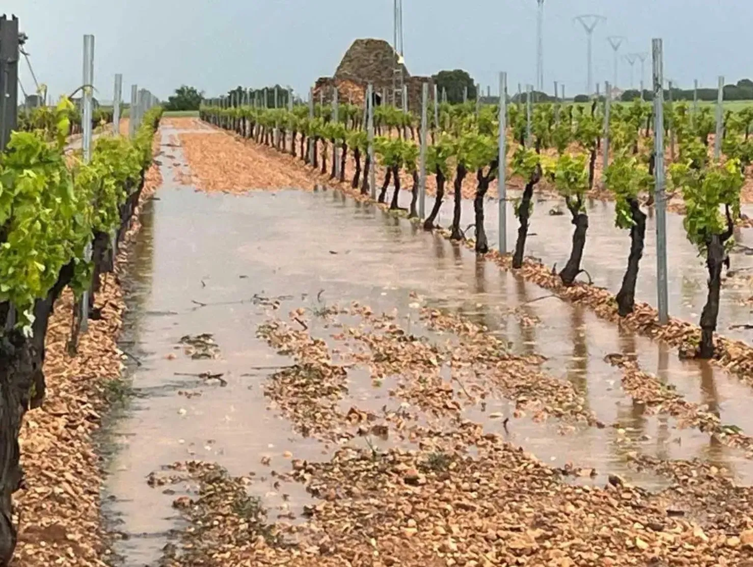 Las tormentas de primavera dañan 16.000 hectáreas de cultivos en Castilla-La Mancha