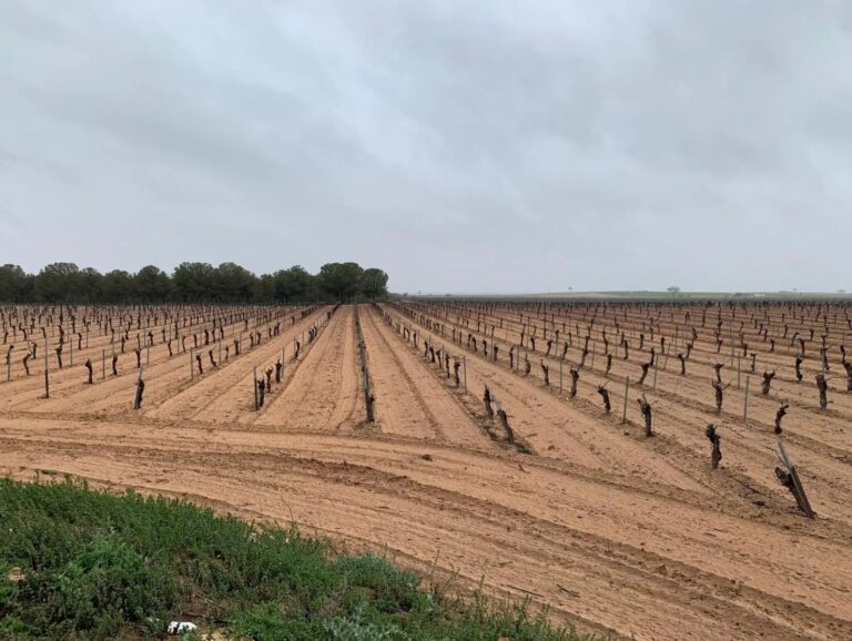 Amplia plantación de viñedo en espaldera en Castilla-La Mancha, beneficiaria de la autorización de nuevas plantaciones de viñedo del MAPA.