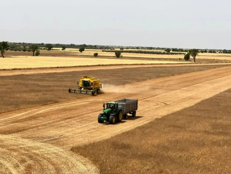 Cosechadora amarilla y tractor verde con remolque recolectando cereal en un campo manchego bajo el nuevo marco de ayudas al gasóleo agrícola.