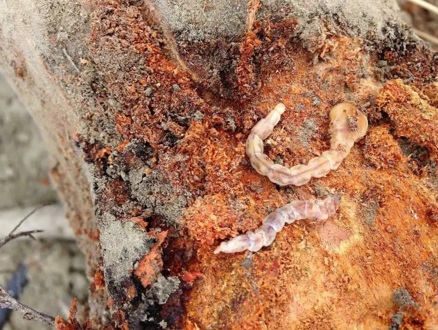 Recomiendan intensificar la vigilancia en los almendros por la plaga de gusano cabezudo