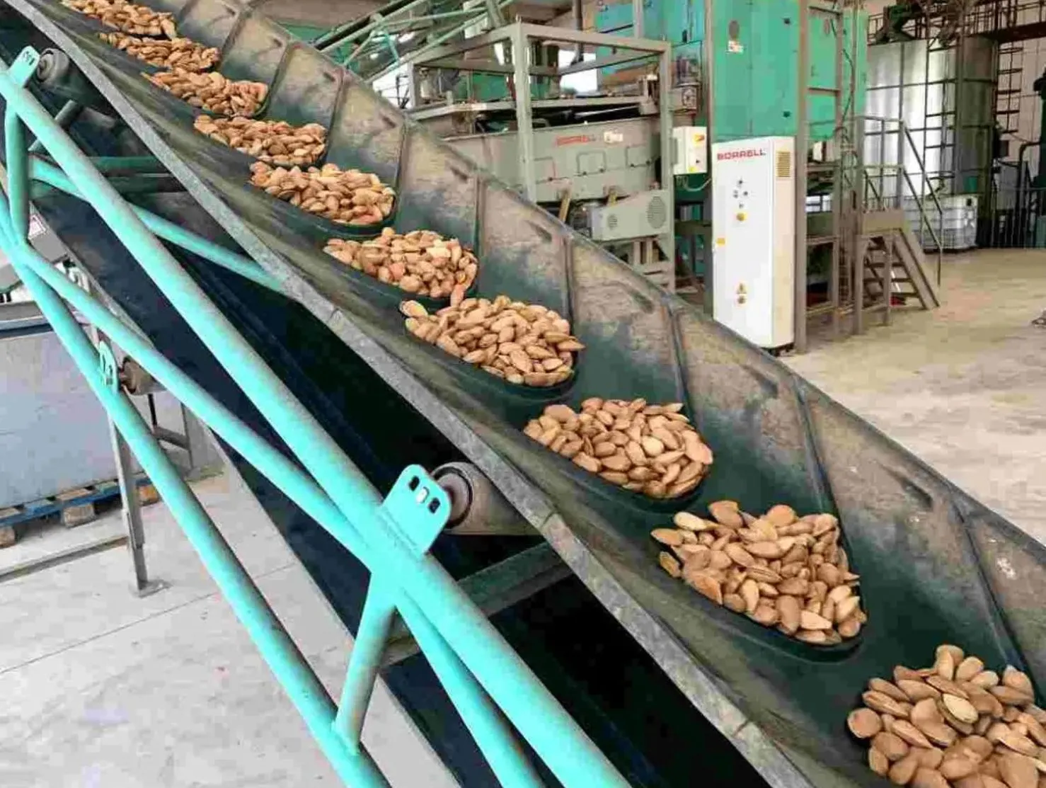 Las estimaciones apuntan a una reducción notable de la cosecha regional de almendra