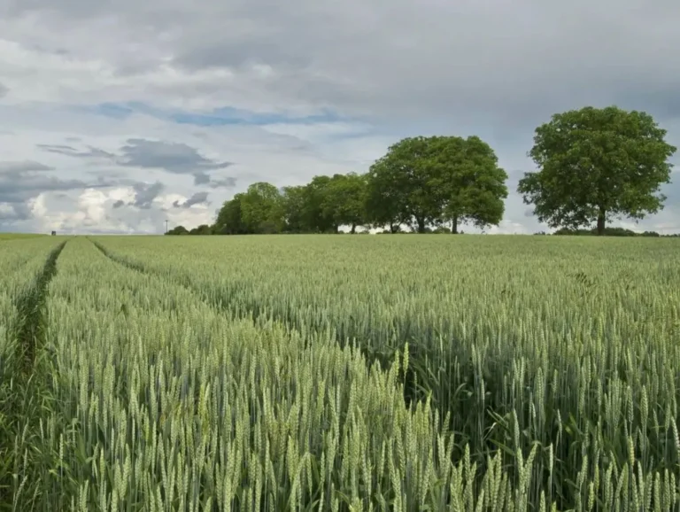 Publicado un primer listado de beneficiarios de la ayuda para la compra de fertilizantes Extenso campo de cultivo de cereal verde y vigoroso, beneficiario directo del primer listado de la ayuda para la compra de fertilizantes publicada por el FEGA.