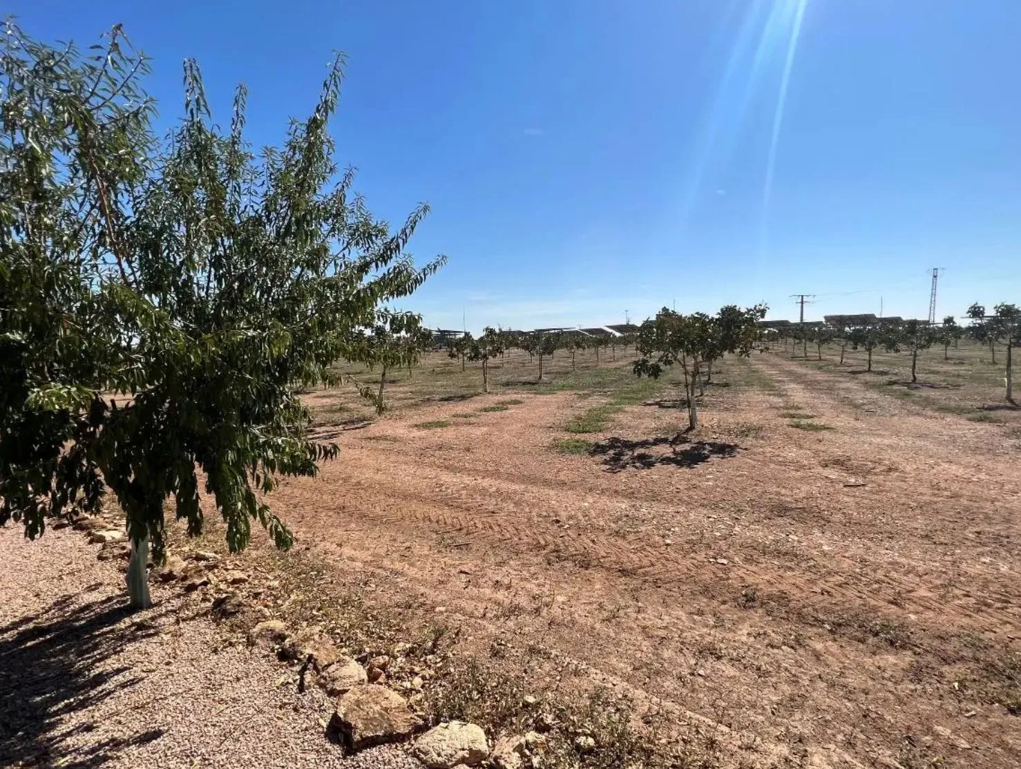 La cosecha de pistacho de Castilla-La Mancha caerá un 27 por ciento