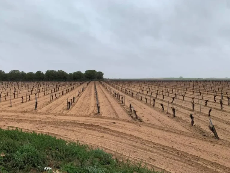 Parcela con hileras de cepas alineadas en Castilla-La Mancha, noticia de actualidad agraria sobre reestructuración de viñedo.