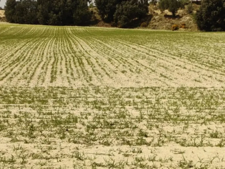 ¡Última hora! Agroseguro comienza a pagar los siniestros de cultivos herbáceos de esta campaña Campo de cereal en mal estado con hileras irregulares y suelo seco, ilustrando la actualidad agraria sobre siniestros de cultivos herbáceos.