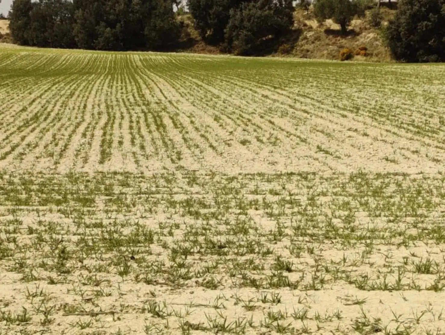 ¡Última hora! Agroseguro comienza a pagar los siniestros de cultivos herbáceos de esta campaña