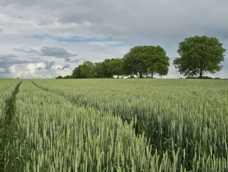 Las ayudas por la compra de fertilizantes se cobrarán en septiembre Campo de cereal verde bien nutrido bajo cielo nublado, ilustrando la actualidad agraria del pago de las ayudas a fertilizantes.