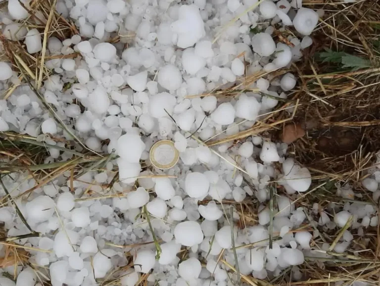 Las tormentas de agosto se ceban con los cultivos de Cuenca y Albacete Piedras de granizo de gran tamaño caídas sobre el suelo junto a una moneda de un euro para escala, noticia de actualidad agraria sobre tormentas.