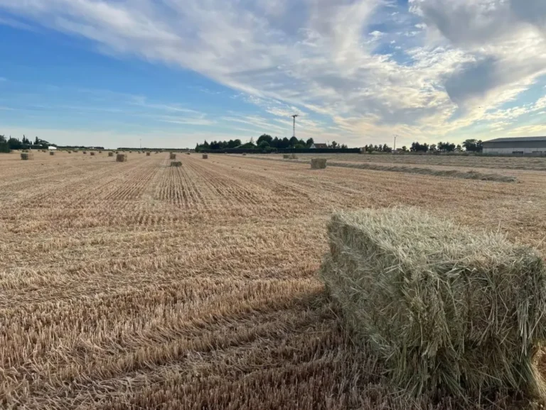 Campo cosechado con alpacas de paja dispersas bajo un cielo despejado, ilustrando la actualidad agraria de la PAC 2026.