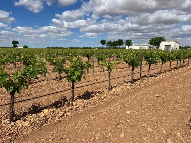 Cambios en la normativa del potencial de producción vitícola Viñedo en espaldera sobre terreno seco en Castilla-La Mancha bajo cielo nublado, noticia de actualidad agraria.