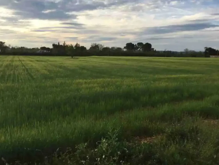 Fijados los importes provisionales de los ecorregímenes de la PAC 2026 Parcela verde de cultivo herbáceo en desarrollo bajo un cielo nublado, ilustrando la actualidad agraria de los ecorregímenes de la PAC.