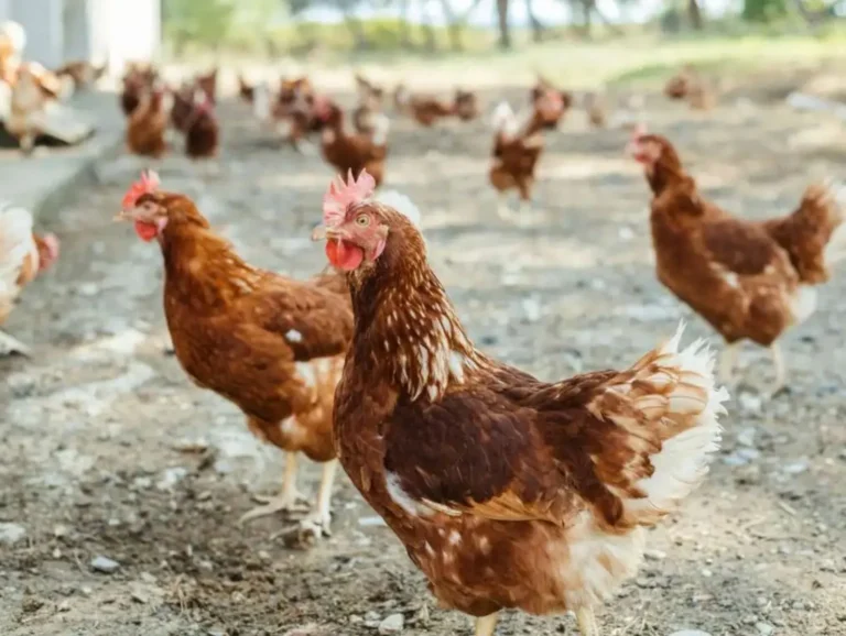 Castilla-La Mancha establece la vacunación obligatoria en el sector avícola frente a la enfermedad de Newcastle Grupo de gallinas ponedoras en una explotación avícola, noticia de actualidad agraria sobre la vacunación frente a Newcastle.