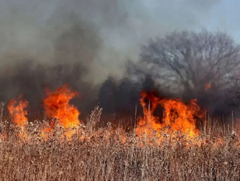 Castilla-La Mancha convoca ayudas directas para explotaciones agropecuarias afectadas por incendios forestales Llamas de un incendio forestal devorando matorral y pastos secos en el campo, noticia de actualidad agraria sobre ayudas a explotaciones afectadas.