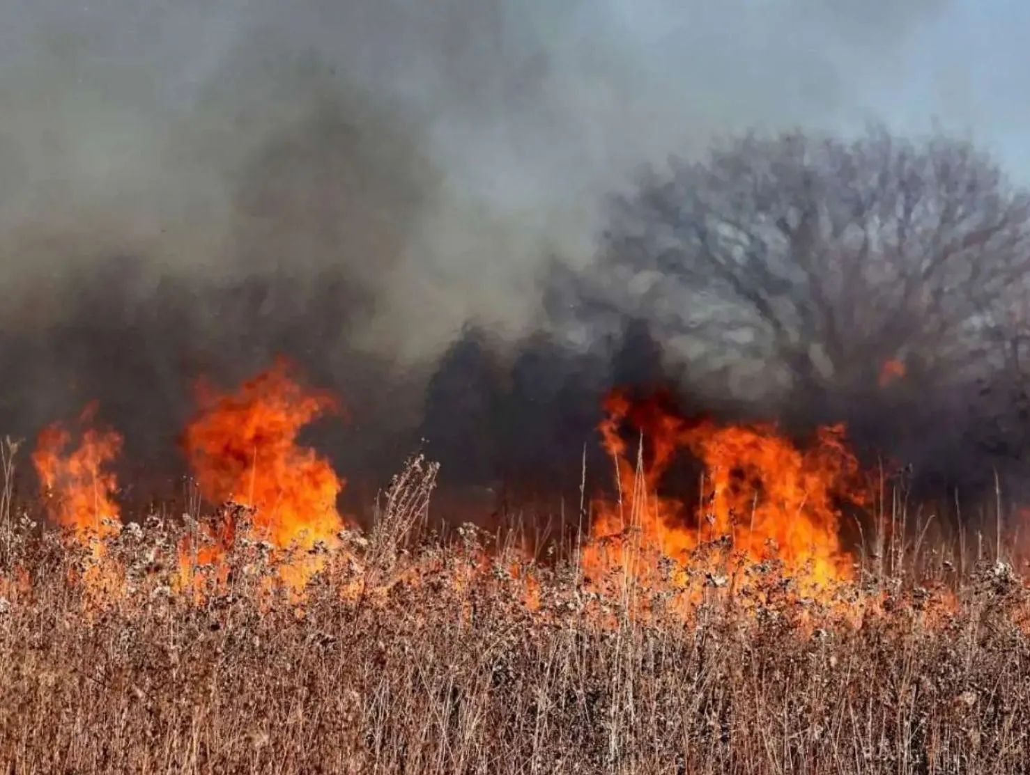 Castilla-La Mancha convoca ayudas directas para explotaciones agropecuarias afectadas por incendios forestales