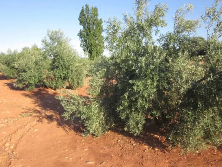 Comienza el período para contratar el seguro de herbáceos extensivos, frutos secos y olivar Fila de olivos en terreno rojizo bajo un cielo despejado, representando la actualidad agraria de los seguros de olivar.
