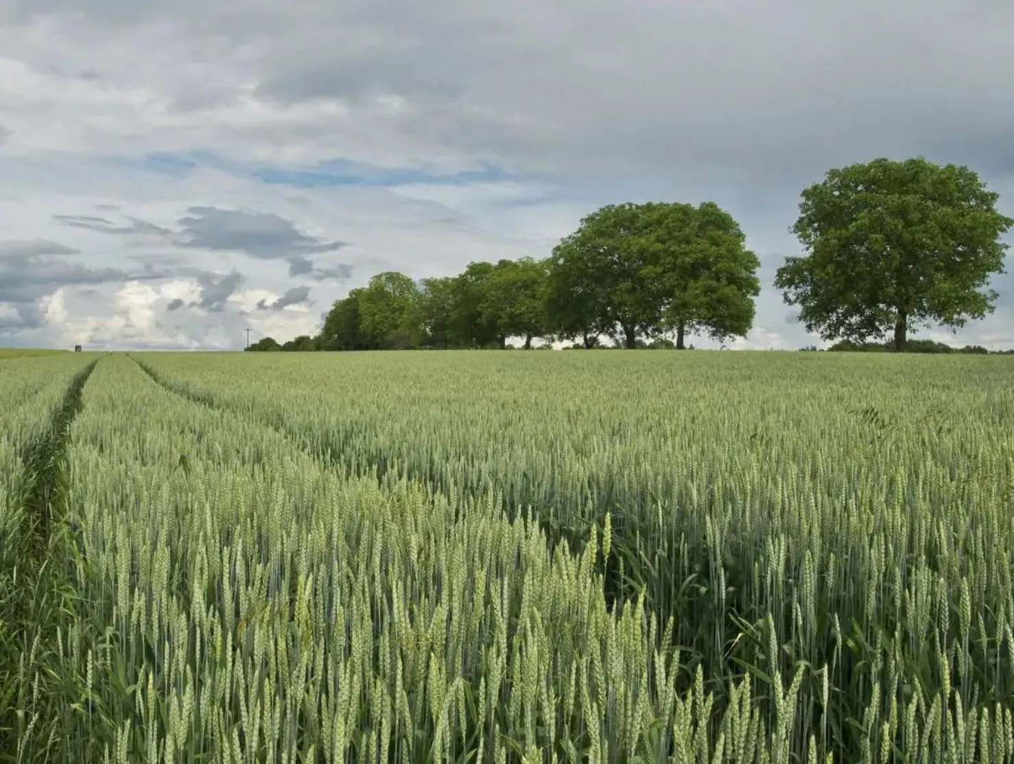 El Ministerio de Agricultura inicia los pagos de las ayudas para la compra de fertilizantes