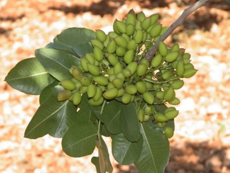 El IRIAF pone a disposición del sector un servicio de identificación varietal de pistachero Racimo de pistachos verdes en maduración sobre la rama de un pistachero, noticia de actualidad agraria sobre la identificación varietal del IRIAF.