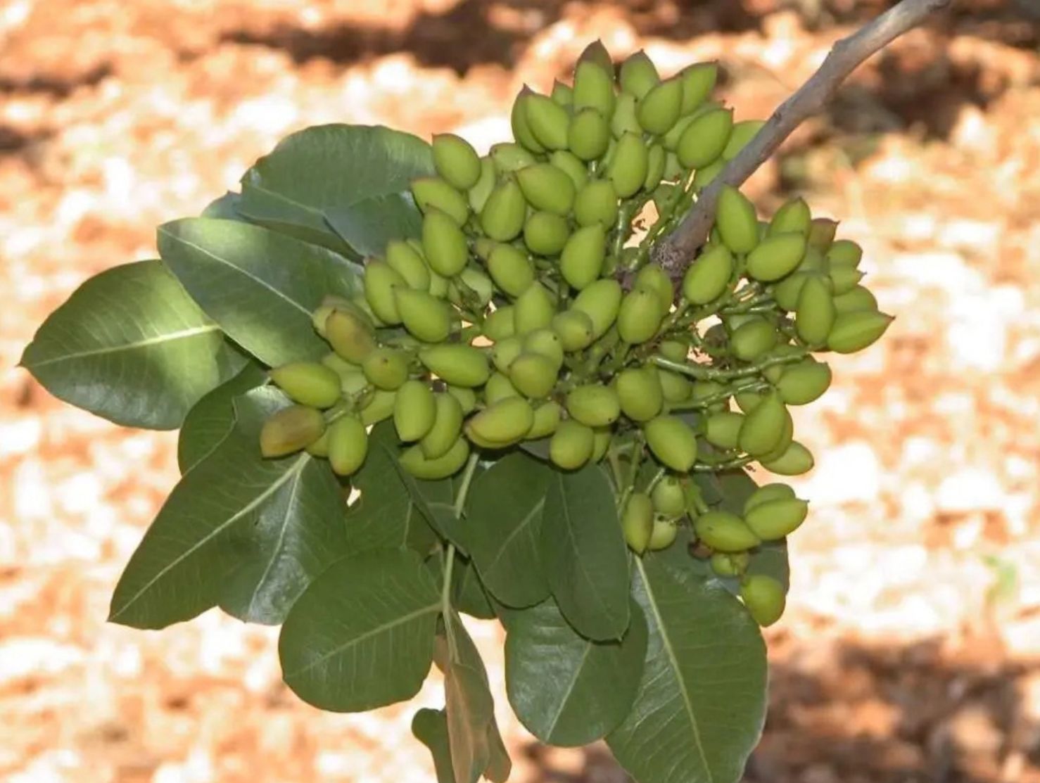 El IRIAF pone a disposición del sector un servicio de identificación varietal de pistachero