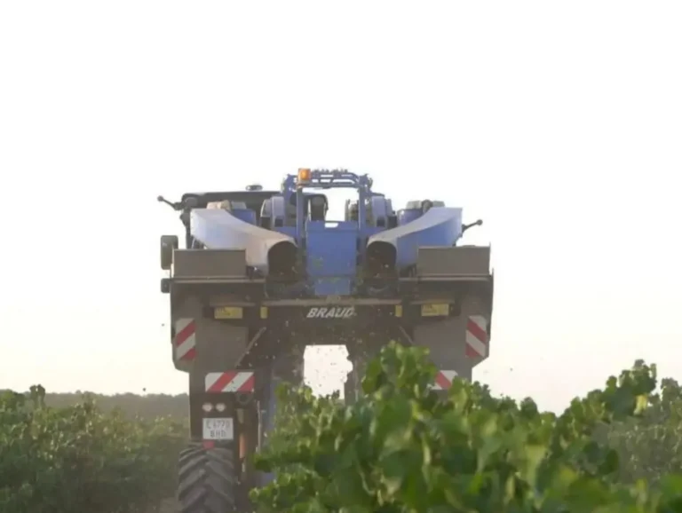 Ya hay estimaciones de la vendimia en Castilla-La Mancha: 19 millones de hectolitros de vino y mosto Cosechadora mecánica en pleno trabajo de recolectado de uva en un viñedo de Castilla-La Mancha, representando la actualidad agraria de la vendimia.