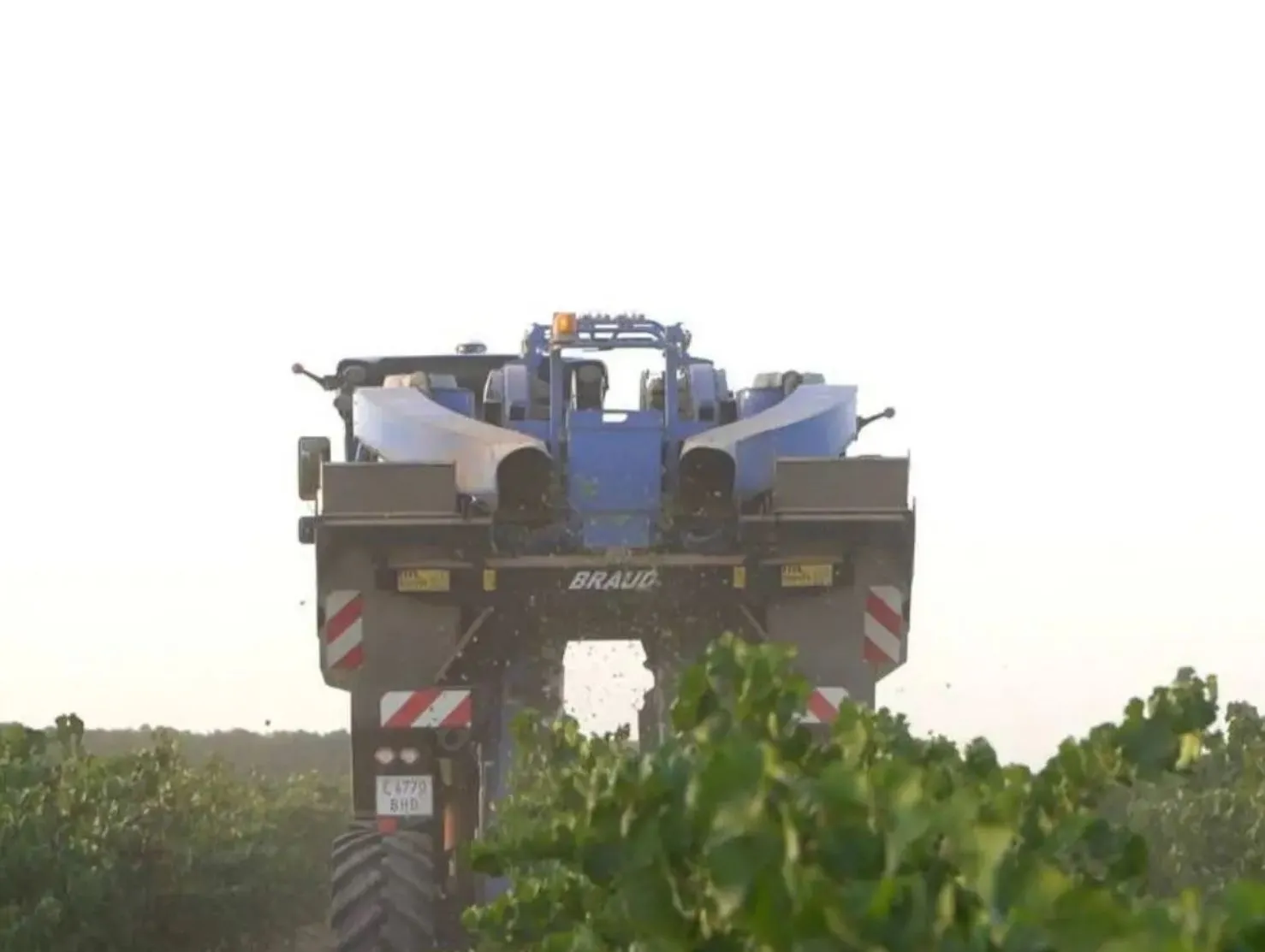 Ya ha estimaciones de la vendimia en Castilla-La Mancha: 19 millones de hectolitros de vino y mosto